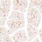 Anti-HMGB1/Hmg 1 Rabbit Monoclonal Antibody